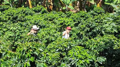 two men are walking through a tea bush at Finca Carrizales in Jardin