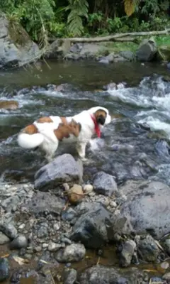 a brown and white dog standing on rocks in a stream at Casa de Campo en Jardín Alojamiento Familiar in Jardin