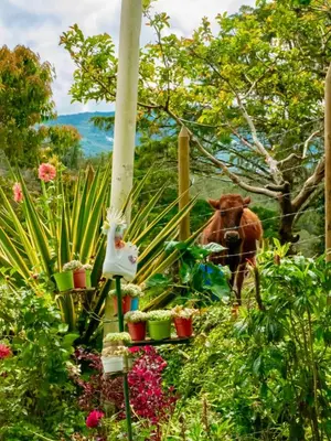a cow standing in a garden with plants and flowers at La Finca De Frida in Guatapé