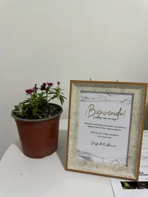 a potted plant sitting next to a framed sign at Apartamento céntrico en Medellín in Medellín