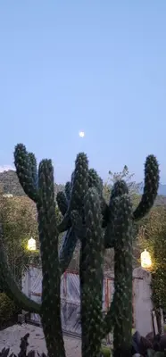 a large cactus in front of a fence at Hobbit Hotel El peñol Guatapé in La Pradera