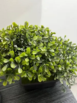 a green plant in a black pot on a table at Habitación 1 Belen san Bernando in Medellín