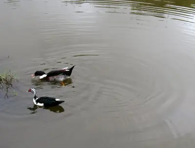 two ducks swimming in a body of water at Los Lagos de Jasú in San Vicente