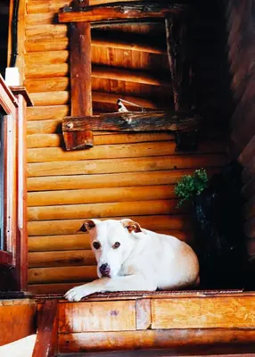 a white dog laying on the step of a house at Finca la carolina in Medellín