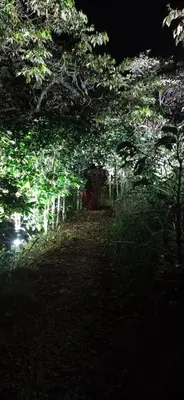 a dark forest with trees and a path at night at Kcafe Ancestral Glamping in Venecia