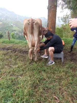 a man milking a cow in a field at Hostal Las Hamacas Alta , apartamento privado # 2 in Villamaría