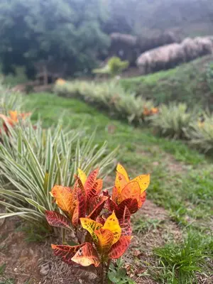 a plant with colorful leaves in a field at Glamping Caribe con bar y bañera privada in Sopetran