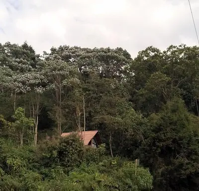 a house in the middle of a forest of trees at Glamping Manzara in Manizales