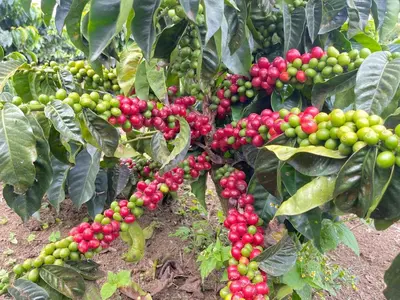a bunch of red and green fruits on a tree at Valle Sereno, Hospedaje rural cerca del Salto del Buey in Abejorral