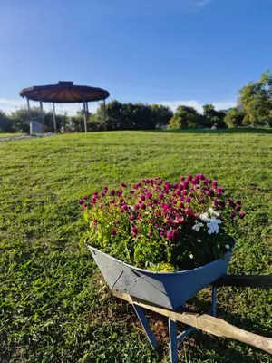 a wheelbarrow filled with flowers in a field with an umbrella at Valle Sereno, Hospedaje rural cerca del Salto del Buey in Abejorral