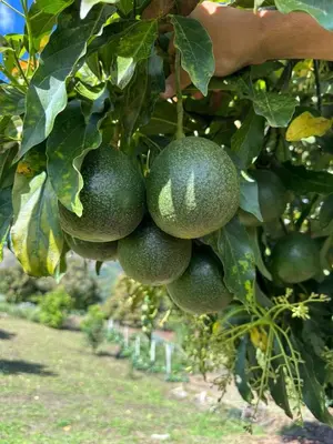 a bunch of green fruit hanging from a tree at Valle Sereno, Hospedaje rural cerca del Salto del Buey in Abejorral