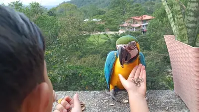 a boy is looking at a colorful parrot at Cabaña en la CRISTALINA San Rafael embrujo de aguas cristalinaa in San Rafael