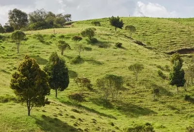 a green hillside with trees and trees on it at la ceja in La Ceja