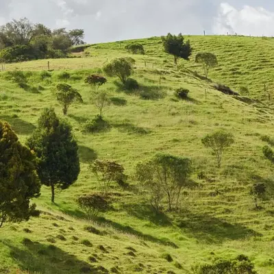 la ceja