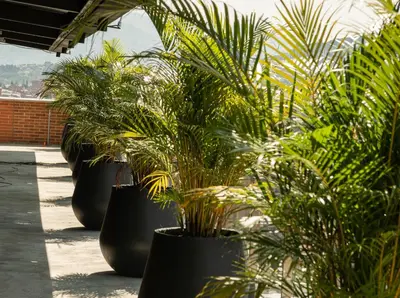 a row of potted plants on a patio at Nuevo y cálido Loft en Laureles in Medellín