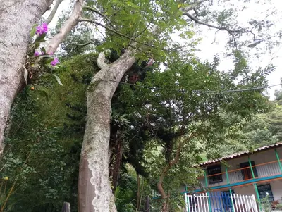 a tree that is growing in front of a building at Habitación en casa de campo via al aeropuerto in Copacabana