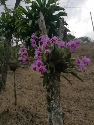 a bunch of purple flowers on a tree at Ermita del tinte in San Rafael