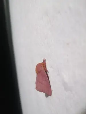 a pink moth sitting on a white surface at Ermita del tinte in San Rafael