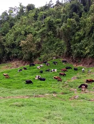 a herd of cows grazing in a field of grass at Alojamiento con vista al río y paisajes hermosos in Manizales