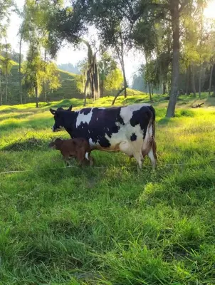 a cow and calf standing in a field of grass at Alojamiento con vista al río y paisajes hermosos in Manizales