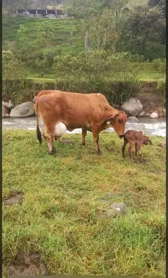 a cow and a baby calf standing in a field at Alojamiento con vista al río y paisajes hermosos in Manizales