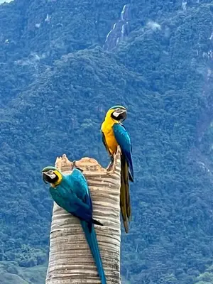two colorful birds perched on top of a log at Disponible 4 enero 2026 hasta reyes-PASEOS GRANDES!!!-14 PAX-Hacienda Manantiales Paraíso Natural in Fredonia