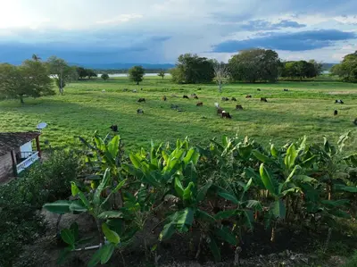 a herd of animals grazing in a field at Finca Hotel Ganadera La Bonita in Cantimplora