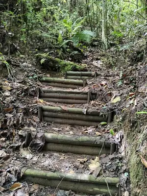a set of steps on a trail in the woods at Hospedaje Campestre Providencia in Manizales
