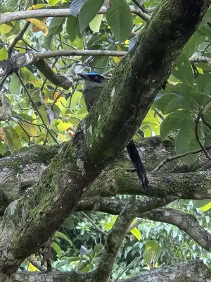 a blue bird perched on a tree branch at Hospedaje Campestre Providencia in Manizales
