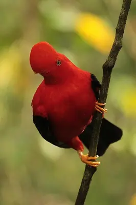 a red bird sitting on a tree branch at habitación campestre para pareja LAVANDA in Jardin