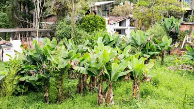 a group of banana trees in a garden at Las Casas de Tomate in Guatapé