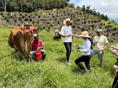 a group of people in a field with a cow at Coffee Tour, Colombia Aranzazu Caldas- Andean Motmot coffee in Aranzazu