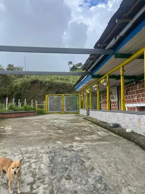 a dog is standing in front of a building at Coffee Tour, Colombia Aranzazu Caldas- Andean Motmot coffee in Aranzazu