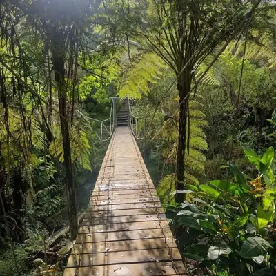 a wooden bridge in the middle of the forest at Casa Calandria - Vive Jardin in Jardin