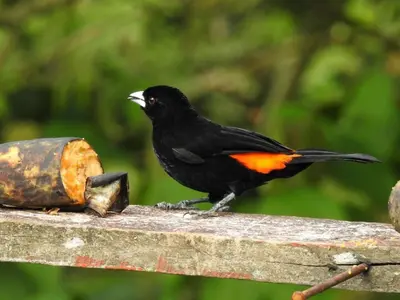 a black bird with an orange wing standing on a fence at Casa Calandria - Vive Jardin in Jardin