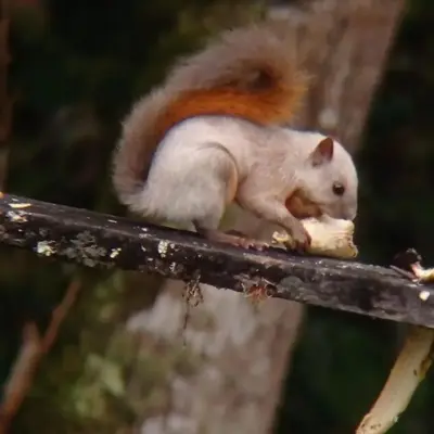 a squirrel sitting on a branch eating a piece of food at Casa Calandria - Vive Jardin in Jardin