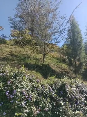 two trees on a grassy hill with flowers at Finca Oriente Antioqueño Guarne Rionegro in Guarne