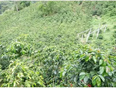 a lush green hillside with a field of plants at Andean Mot Mot Coffee - Puerto Asís Farm in Aranzazu
