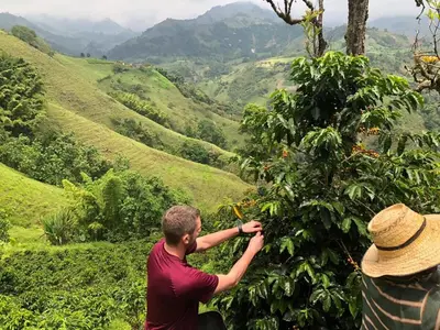 two men are picking berries from a tree at Andean Mot Mot Coffee - Puerto Asís Farm in Aranzazu