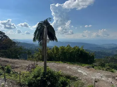a palm tree sitting on top of a hill at Perla del Ruiz in Manizales
