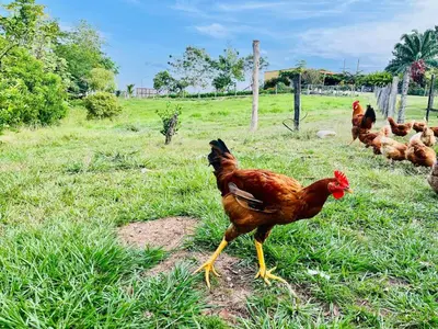 a group of chickens walking in a field at Finca Campestre El Patujo in Doradal