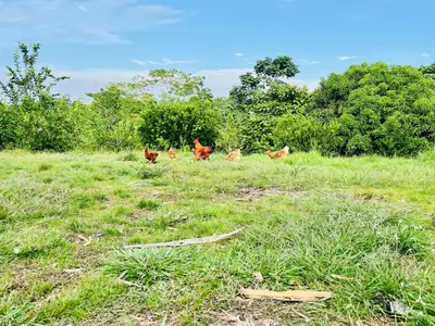 a group of chickens running in a field at Finca Campestre El Patujo in Doradal