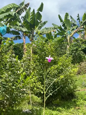 a pink flower on a tree in a field at Glamping Resort Jonico Finca in Chinchiná