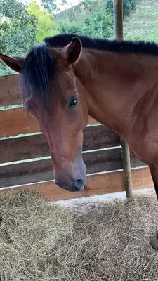 a brown horse standing next to a fence eating hay at Glamping Resort Jonico Finca in Chinchiná