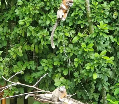 two monkeys are sitting on a branch in front of a tree at Los micos in San Rafael
