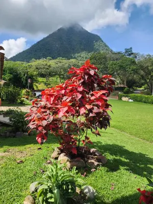 a red tree in a field with a mountain in the background at Finca la India Cerro Tusa in Tarso