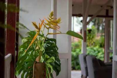 a plant in a vase next to some chairs at Hacienda El Rosario Manizales in Manizales