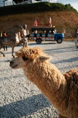 a close up of a llama standing on a street at Suites del Lago in Marinilla