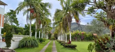 a row of palm trees with a mountain in the background at Finca Villla las Palmas in Chiquinquirá