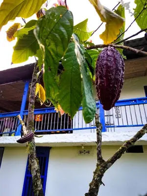 a fruit hanging from a tree in front of a building at Finca Rústica, Cocorná - Cacao, Charcos y Cascadas in Cocorná